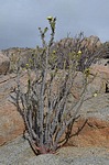 Euphorbia lactiflua PV2772 Caldera severne GPS203 Peru_Chile 2014_1471.jpg